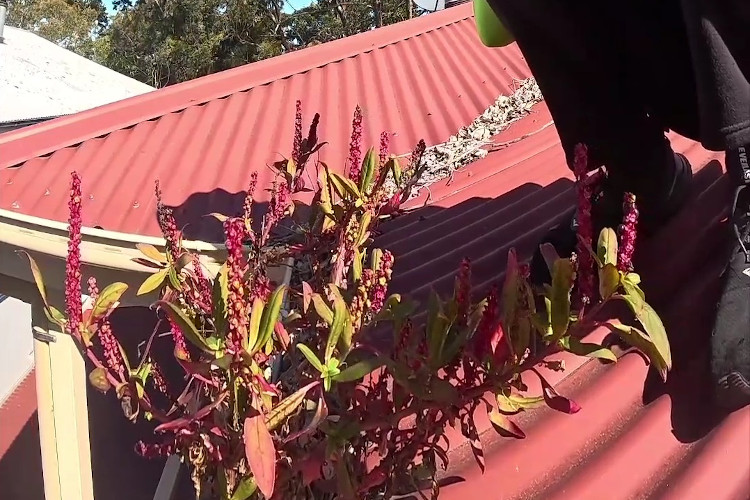 
Striking red vegetation emerging from the guttering, marking the start of cleaning.
