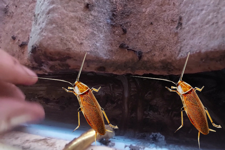 
Gutter Cleaning Specialists in merimbula Confront Pest-Infested Channels