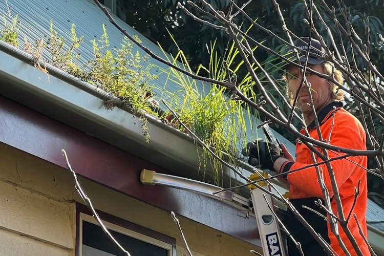 
Skilled gutter cleaner in merimbula looks directly into the camera amidst a backdrop of flourishing gutter plants.