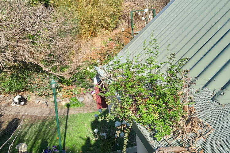 
Prolific greenery sprouts through a gutter guard in merimbula, demanding cleaning soon.