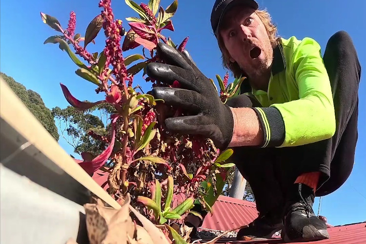 
merimbula gutter cleaner in complete shock at the sight of gorgeous plants thriving from the guttering.