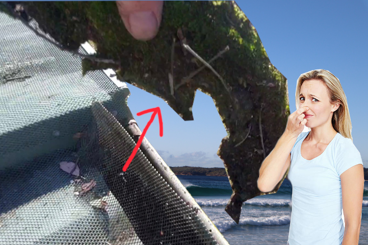 
merimbula Gutter Cleaning Service`s Moss Removal: Local Woman`s Odor Aversion Under Gutter Guard